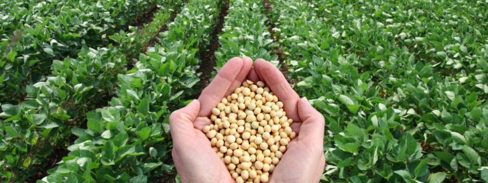 soy field with hands holding soy beans